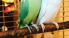 Kolik let má parrot náhrdelník